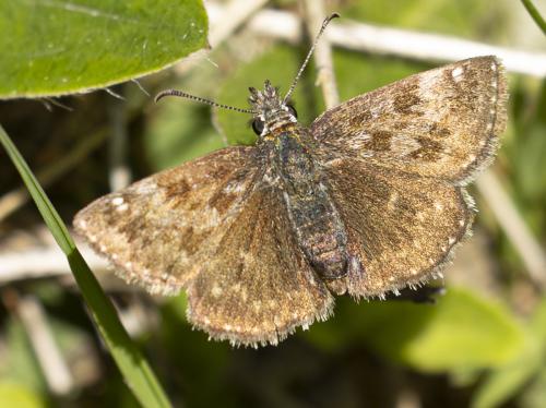 Réf. 359 485 : Erynnis tages